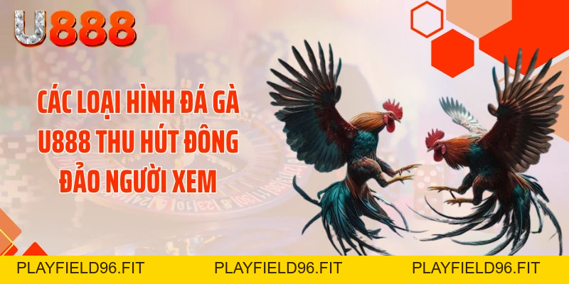 Đá Gà U888 - Xé Tan Màn Đêm Với Những Cú Đá Cực Gắt
