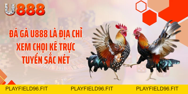 Đá Gà U888 - Xé Tan Màn Đêm Với Những Cú Đá Cực Gắt